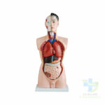 TORSE HUMAIN HOMME 19 PIECES-06052022-para-pharmacie-marrakech-1651854322