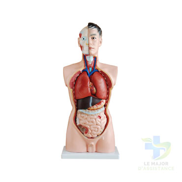 TORSE HUMAIN HOMME 19 PIECES-06052022-para-pharmacie-marrakech-1651854322