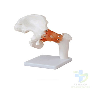 ARTICULATION HANCHE + LIGAMENTS-20052022-para-pharmacie-marrakech-1653066673
