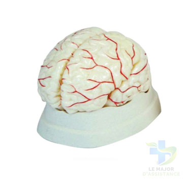 CERVEAU TAILLE REELLE 8 PIECES-20052022-para-pharmacie-marrakech-1653066502