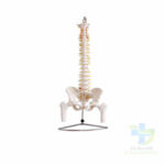COLONNE VERTÉBRALE +FEMURS PVC-20052022-para-pharmacie-marrakech-1653068443