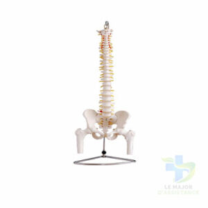 COLONNE VERTÉBRALE +FEMURS PVC-20052022-para-pharmacie-marrakech-1653068443