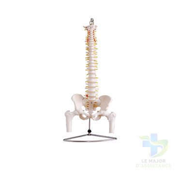 COLONNE VERTÉBRALE +FEMURS PVC-20052022-para-pharmacie-marrakech-1653068443