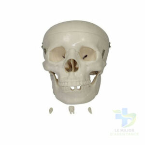 CRÂNE CLASSIQUE - PVC-20052022-para-pharmacie-marrakech-1653067069