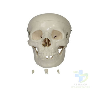 CRÂNE CLASSIQUE - PVC-20052022-para-pharmacie-marrakech-1653067069