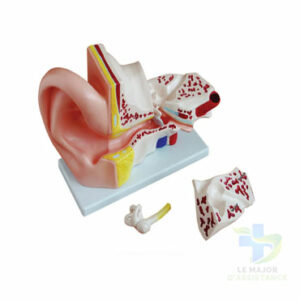 OREILLE AGRANDI 5 FOIS 4 PIECES-20052022-para-pharmacie-marrakech-1653066448