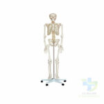 SQUELETTE HUMAIN - PVC-20052022-para-pharmacie-marrakech-1653066922