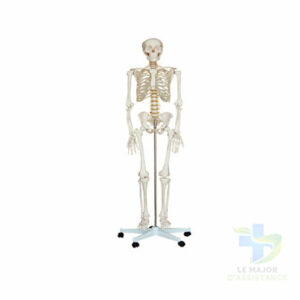 SQUELETTE HUMAIN - PVC-20052022-para-pharmacie-marrakech-1653066922