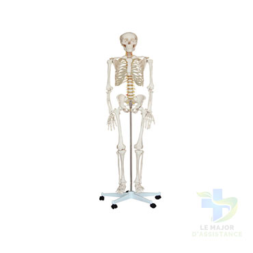 SQUELETTE HUMAIN - PVC-20052022-para-pharmacie-marrakech-1653066922