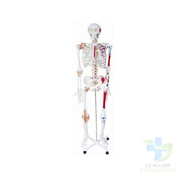 SQUELETTE HUMAIN - PVC MARQUAGE MUSCULATURE-20052022-para-pharmacie-marrakech-1653066882