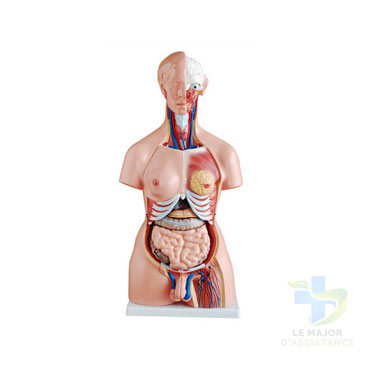 TORSE HUMAIN ASEXUE HOMME FEMME - 23 PIECES-06052022-para-pharmacie-marrakech-1651854477