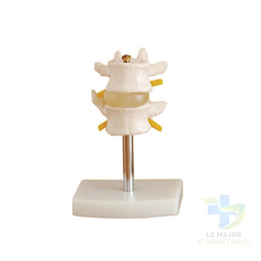 VERTÉBRES LOMBAIRES - PVC 2 PIECES-20052022-para-pharmacie-marrakech-1653066973