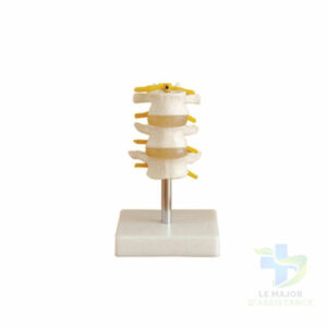 VERTÉBRES LOMBAIRES - PVC 3 PIECES-20052022-para-pharmacie-marrakech-1653067023