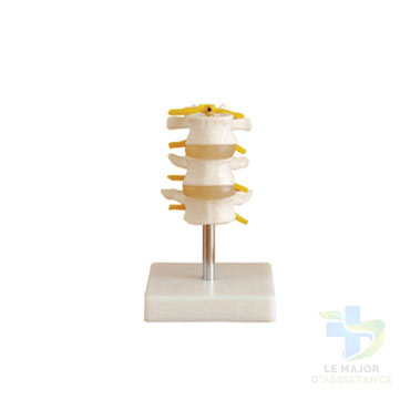 VERTÉBRES LOMBAIRES - PVC 3 PIECES-20052022-para-pharmacie-marrakech-1653067023